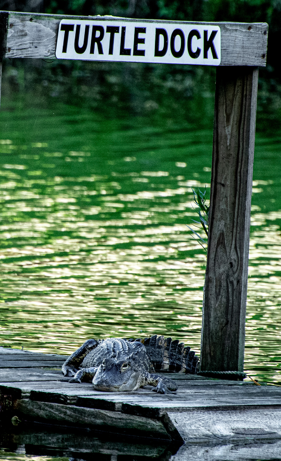 Too-Big-for-the-Turtle-Dock