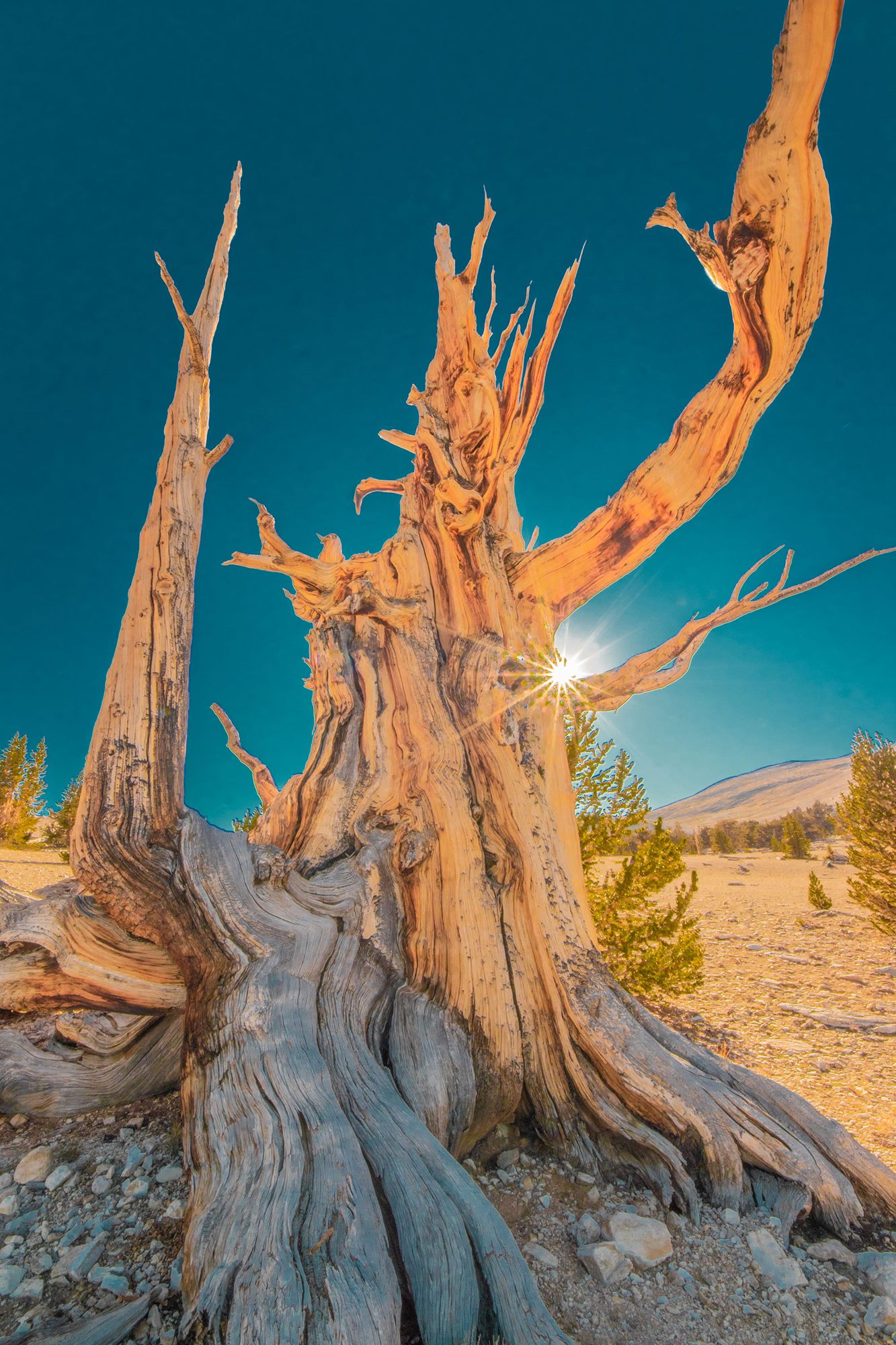 Bristlecone with green sky