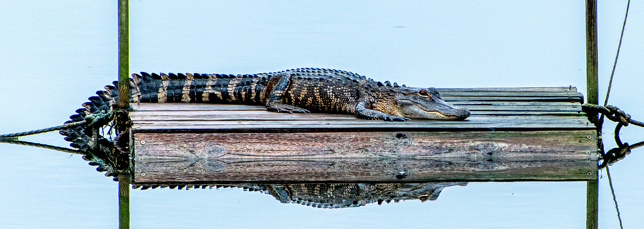 Comfy-Gator-on-the-Turtle-Dock