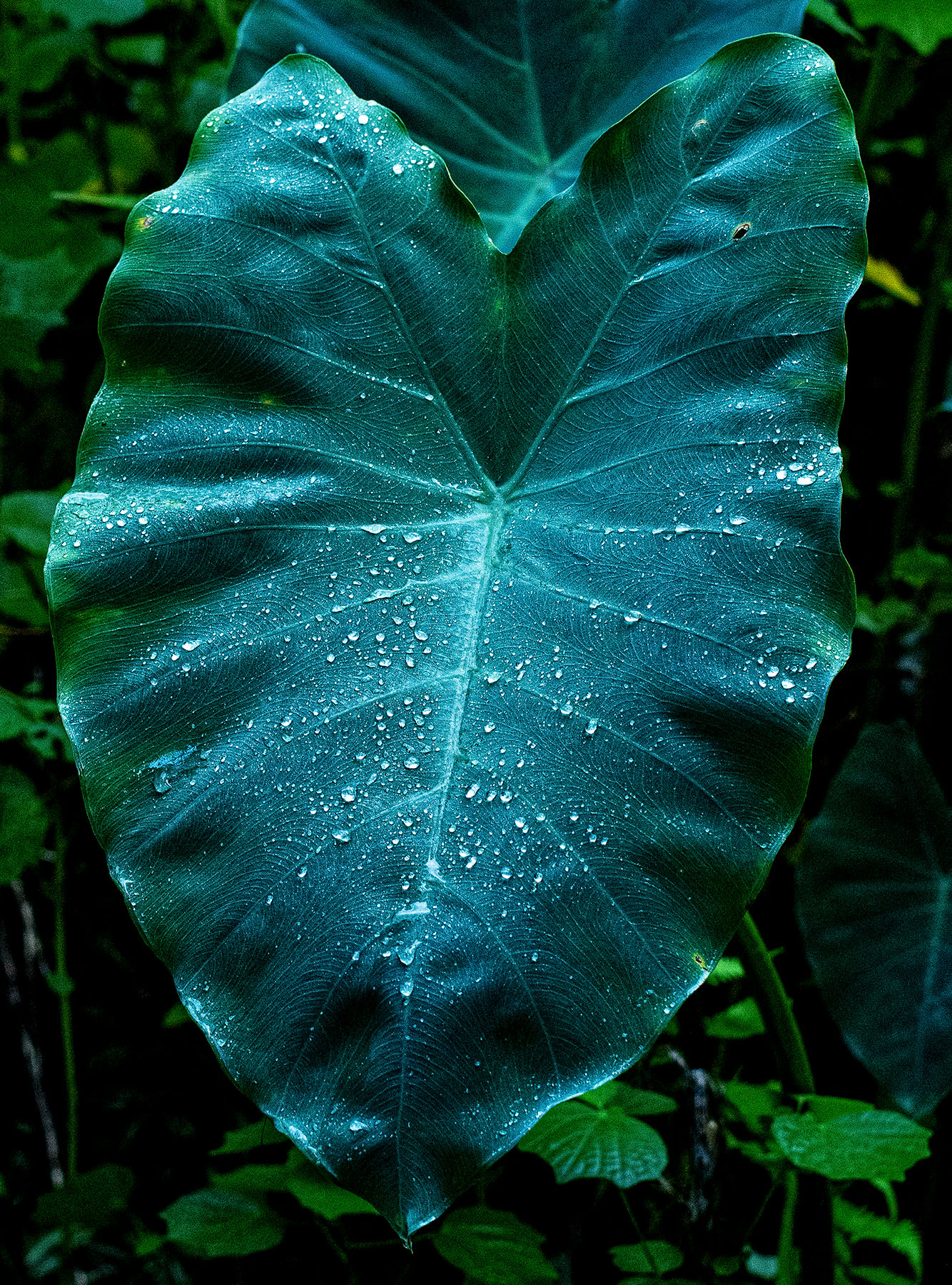 Leaf-After-Rain