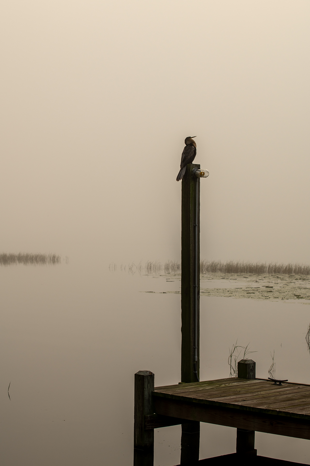 A-Foggy-Dawn-on-the-Dock