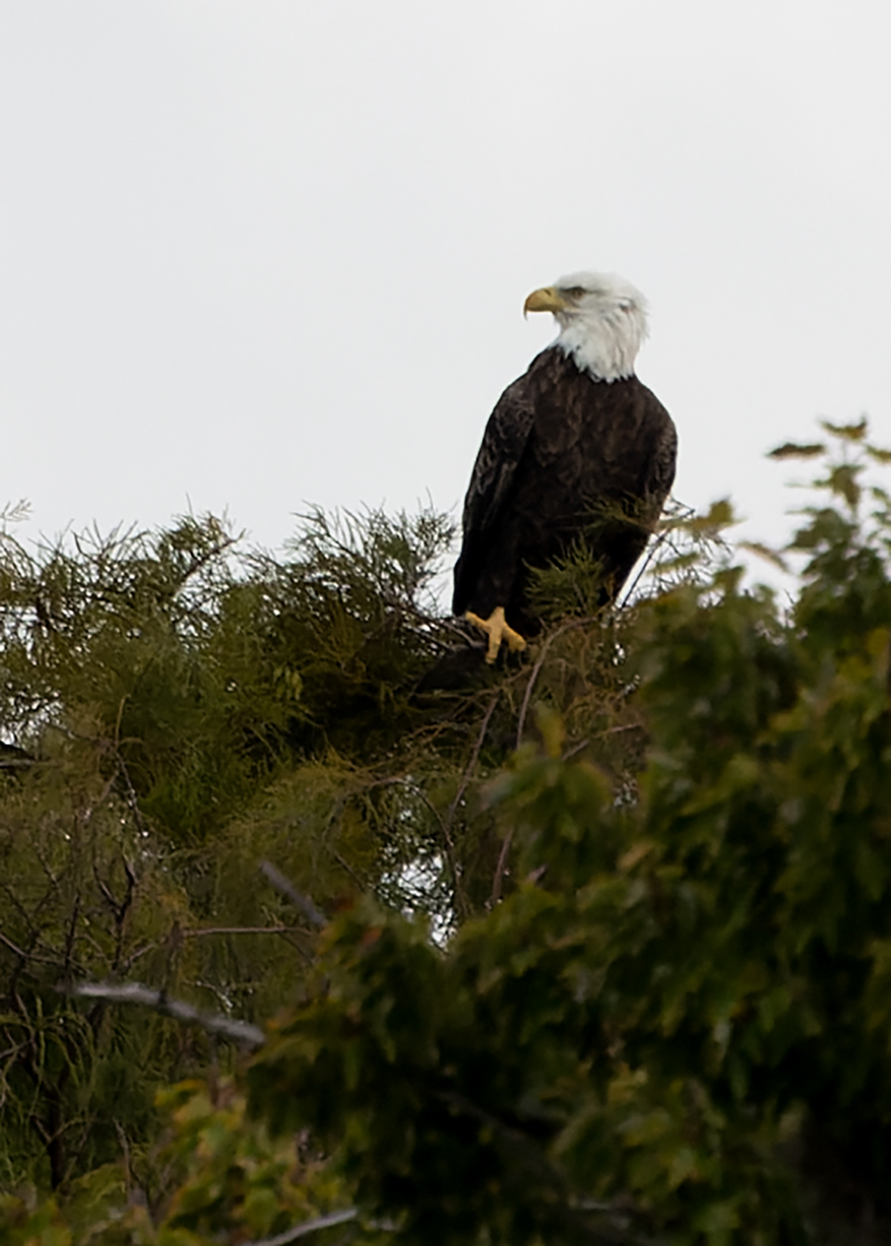 Eagle-in-a-wet-tree