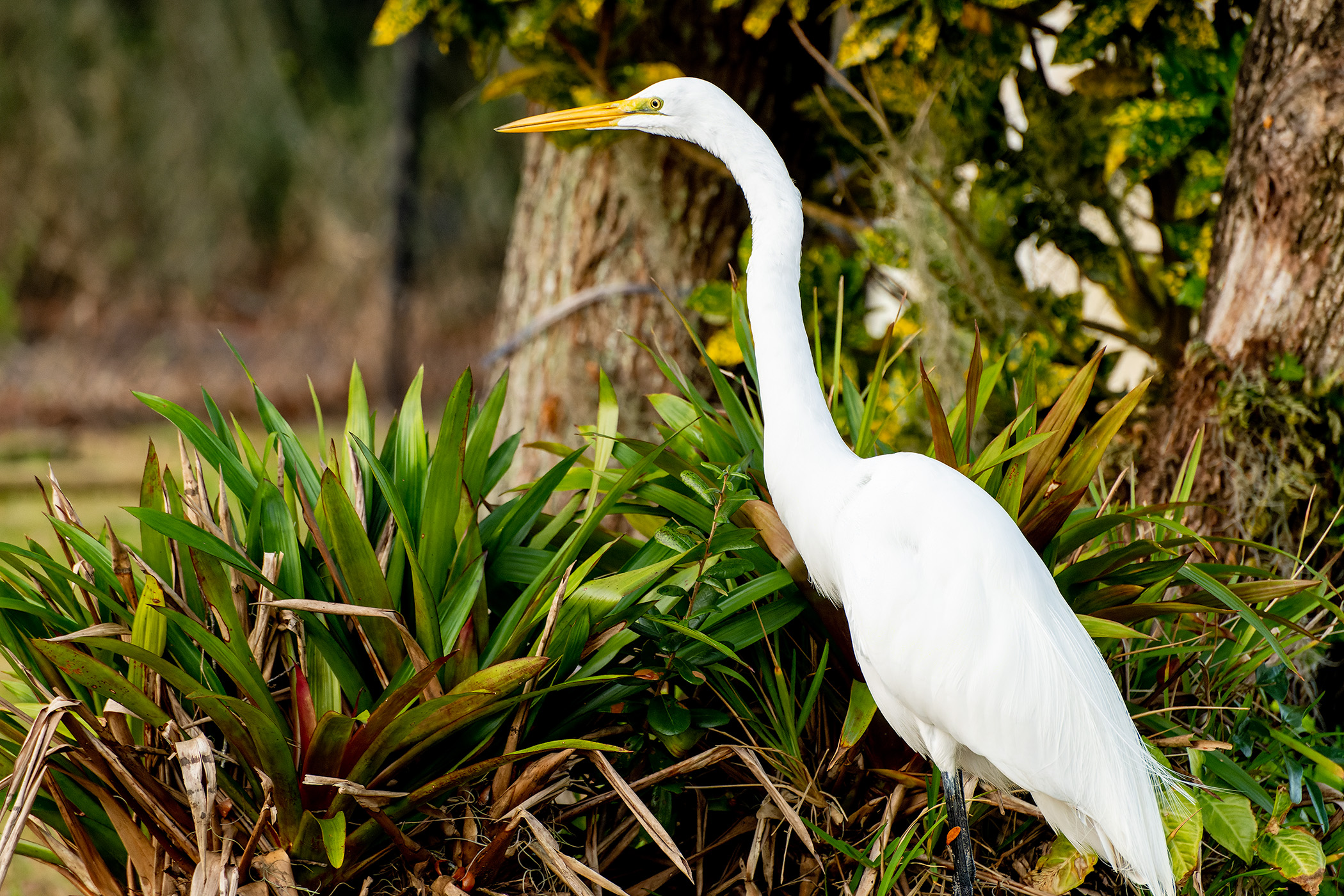 Our-Resident-Egret-Relaxing