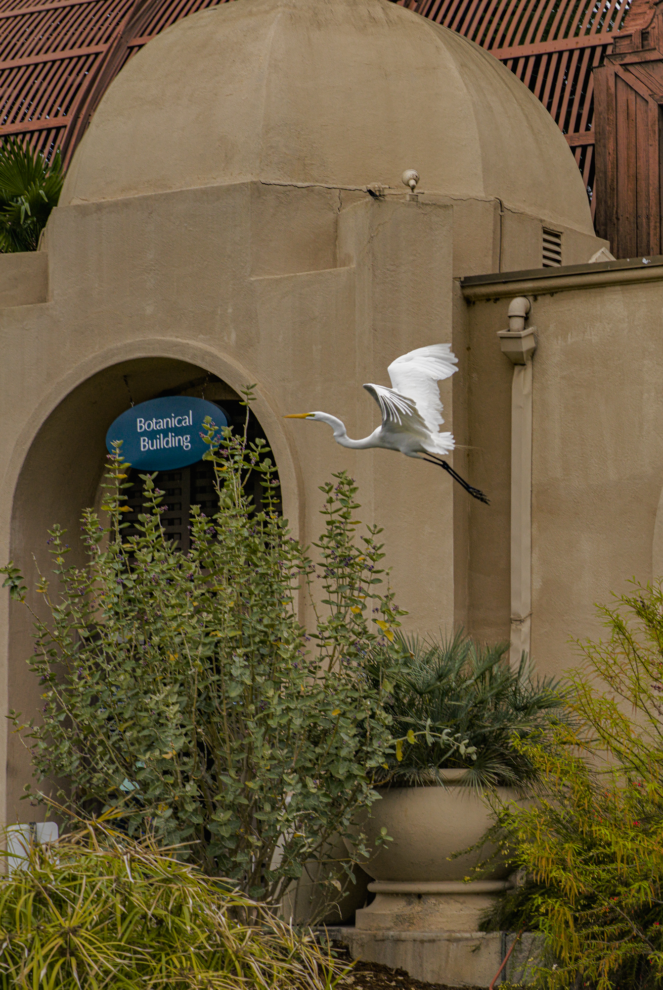 Local Egret at Balboa Park, San Diego