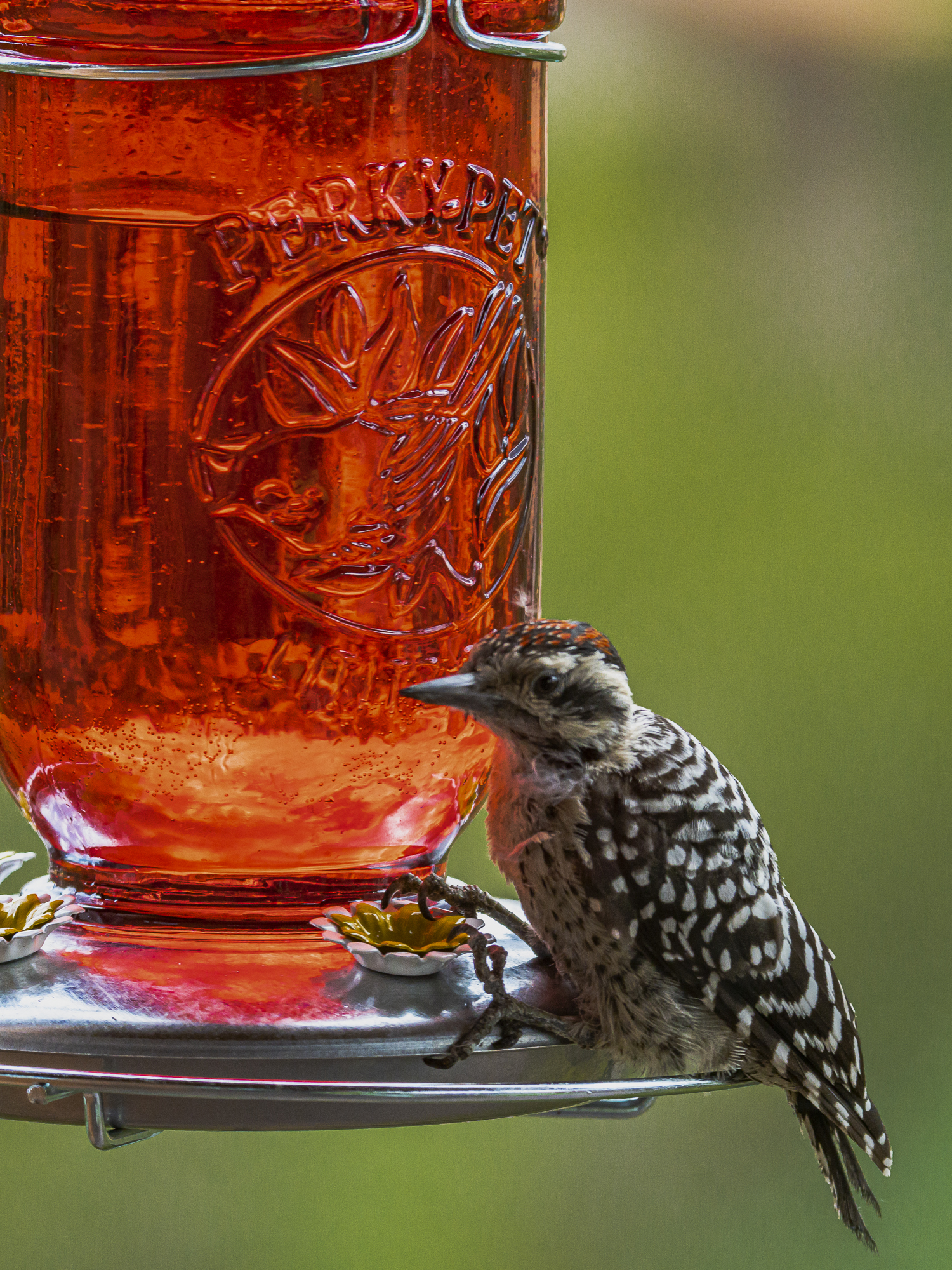 Young Ladderback Woodpecker enjoys Hummingbird juice