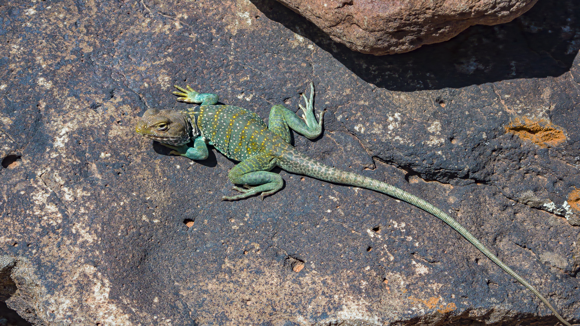 Collared Lizard at Cowpies trailhead in Sedona, AZ.