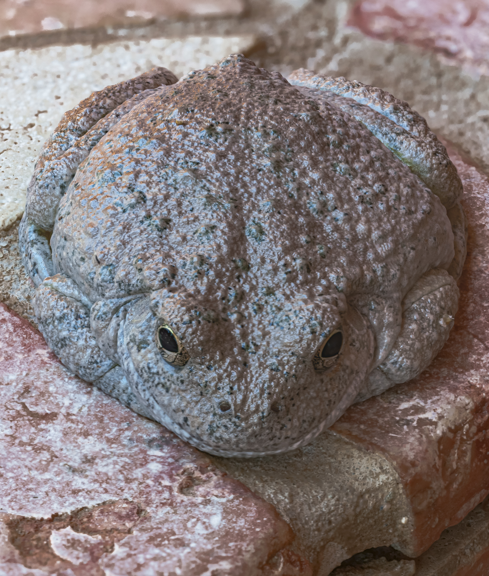 Arizona Toad poses for twenty differentially focused images