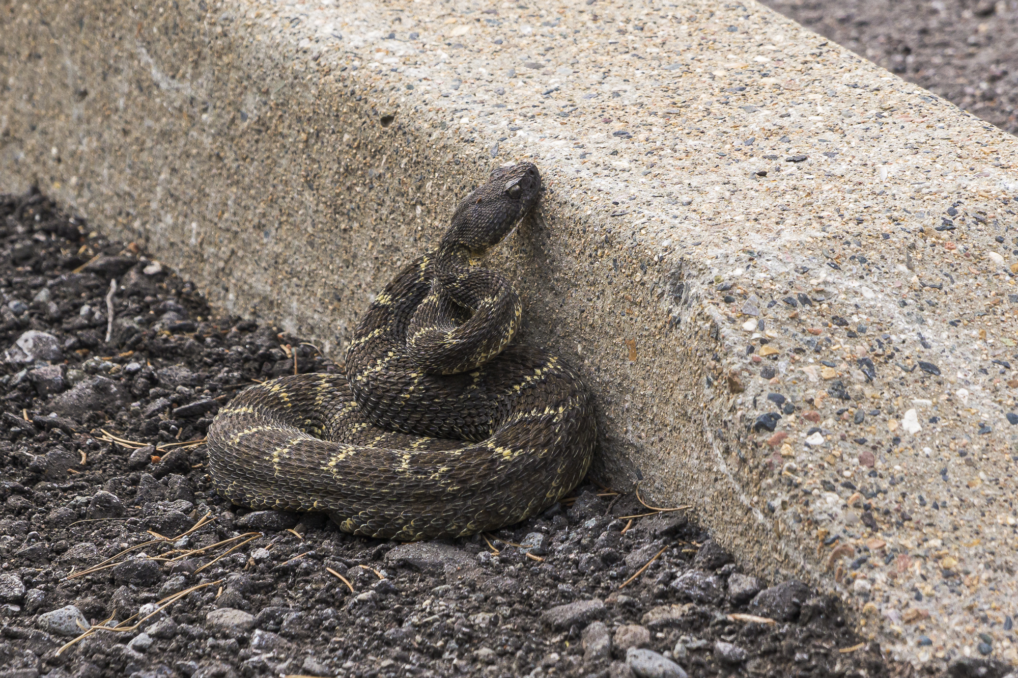 Placid Arizona Black Rattlesnake