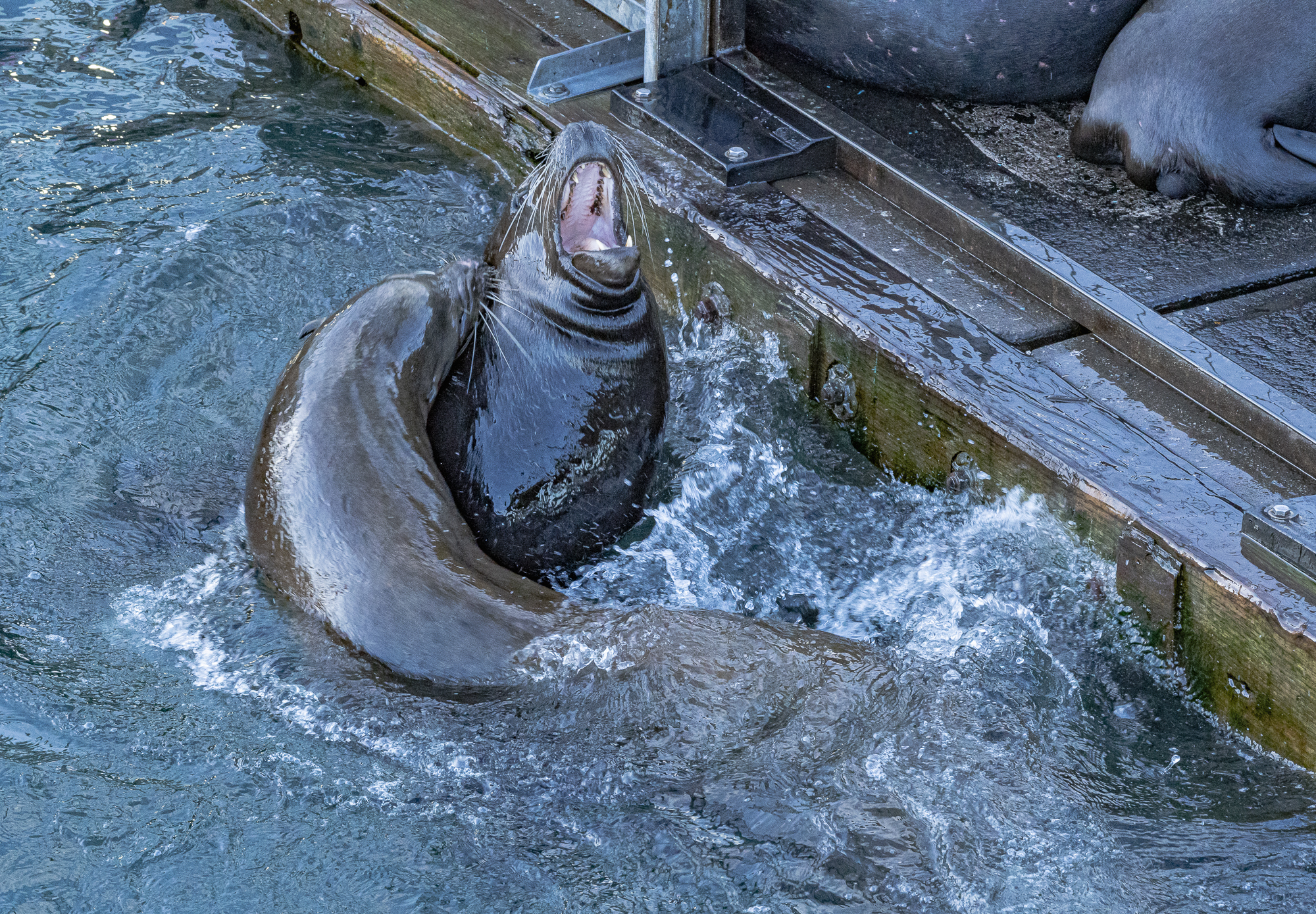 California Seals roughhouse with each other in Newport, OR