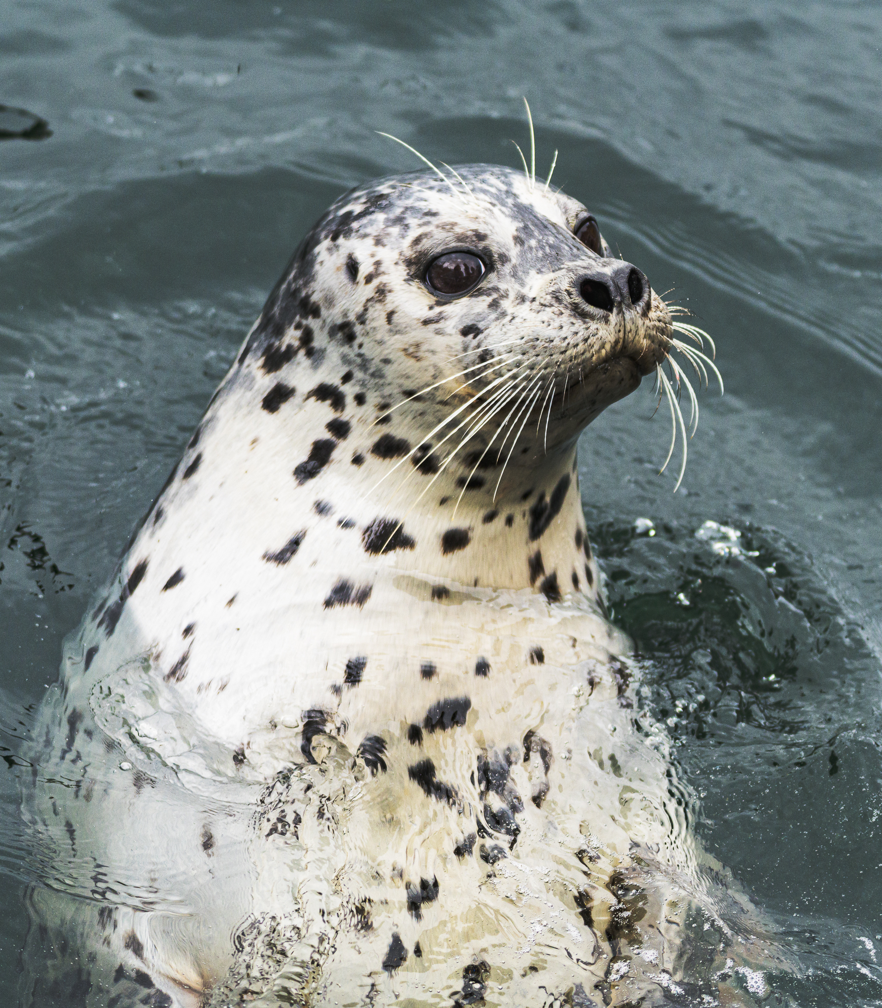Harbor Seal asking for food near Victoria, BC