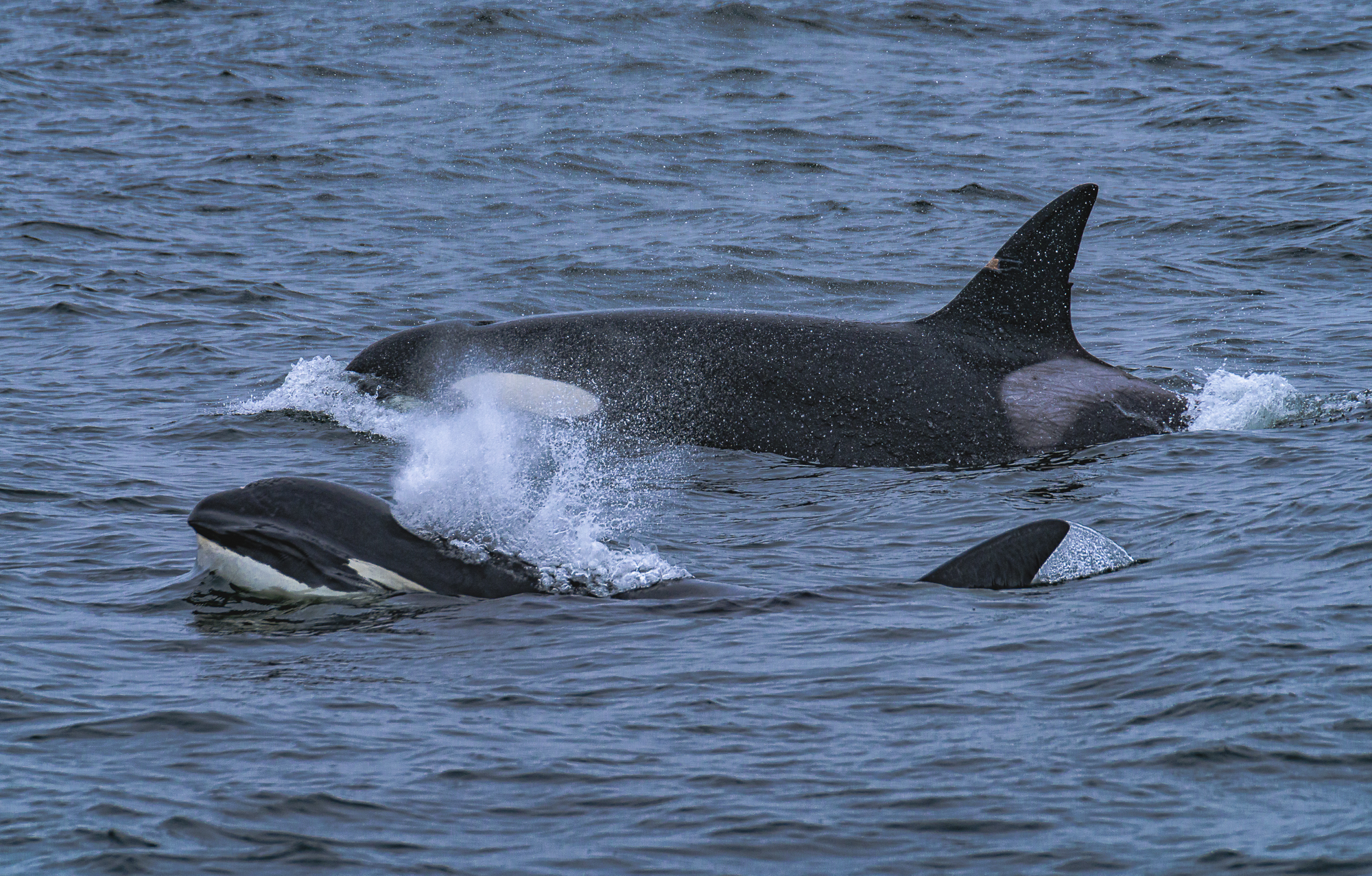 Female Orca with her calf alongside