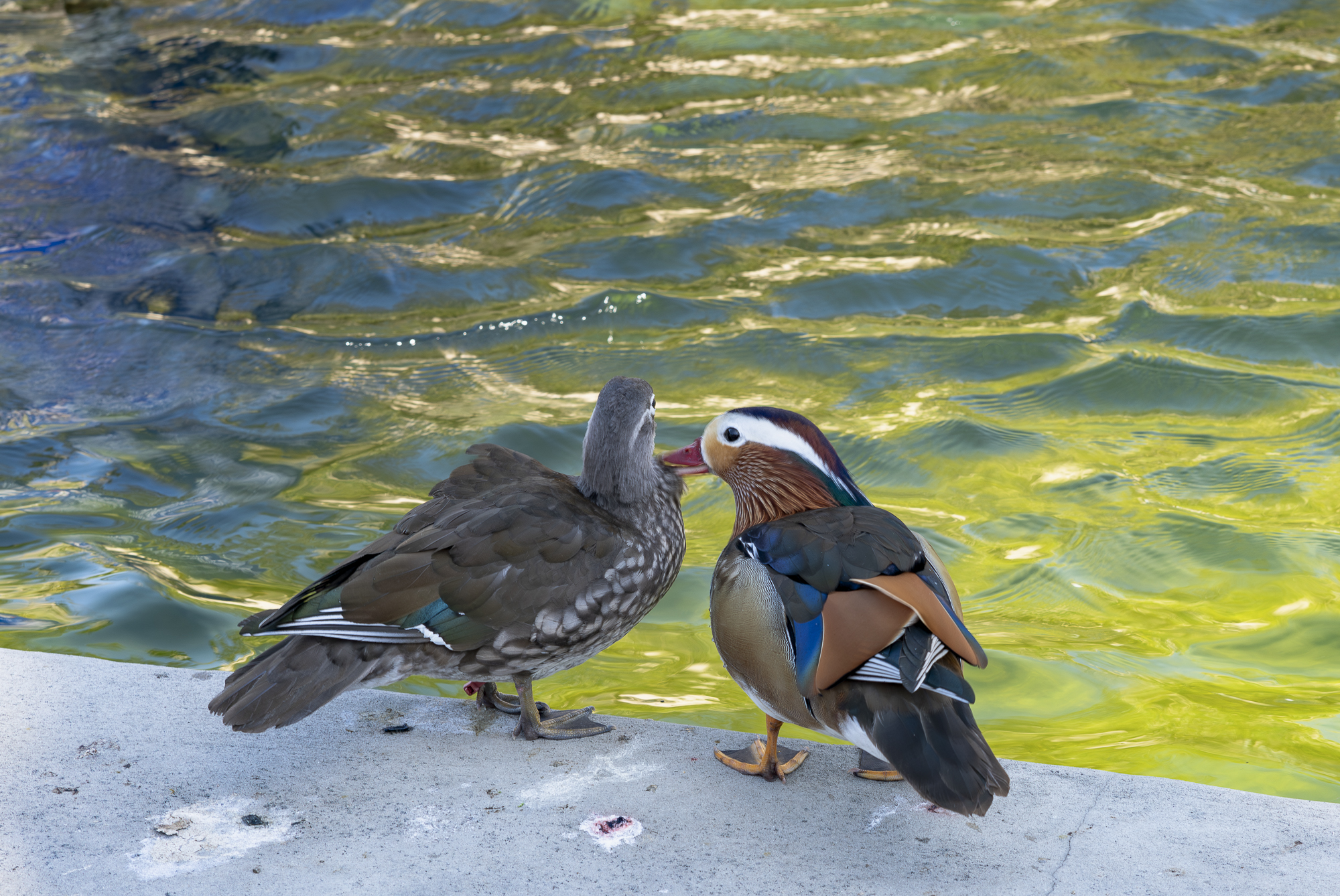 Two Mandarin Ducks: males are among the most colorful